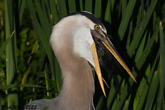 Great Blue Heron FL 23