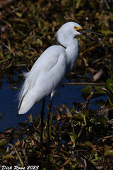 Snowy Egret FL 23