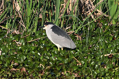 Black-crowned Night-Heron FL 23