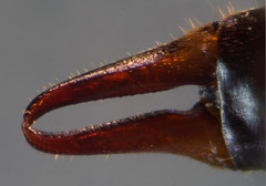 Dermaptera - Earwigs
