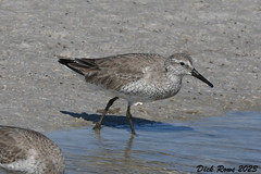 Red Knot FL 23