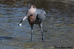 Reddish Egret FL 23