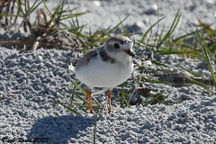Piping Plover FL 23