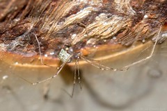 Pholque de Pluche (Holocnemus pluchei)