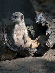 Memphis Zoo 08-29-2013 - Meerkats 5