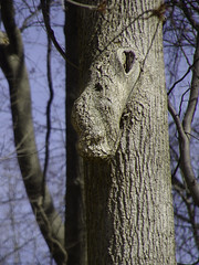 Pareidolia; the Bear in the Woods