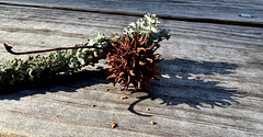 Lichen with Sweetgum