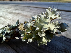 Lichen with Cilia