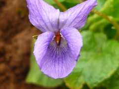 Viola odorata ´Königin Charlotte´