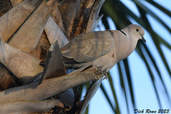 Eurasian Collared-Dove FL 23