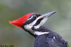 Pileated Woodpecker FL 23