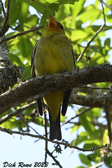Western Tanager FL 23