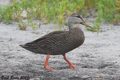 Mottled Duck FL 23