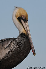 Brown Pelican FL 23