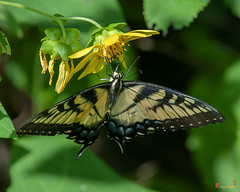 Eastern Tiger Swallowtail (Papilio glaucus) (DIN0369)