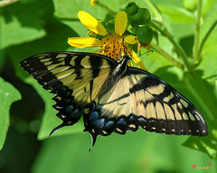 Eastern Tiger Swallowtail (Papilio glaucus) (DIN0370)