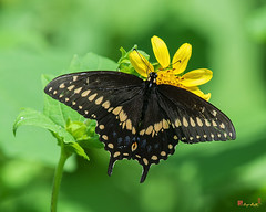 Black Swallowtail (Papilio polexenes) (DIN0374)