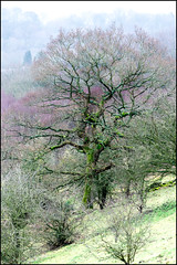 Trees of Haworth