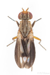 Diptera: Brachycera: Heleomyzidae