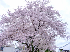 cherry-blossom_270323