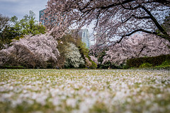 Shinjuku Gyoen National Garden - Tokyo, Japan 2023
