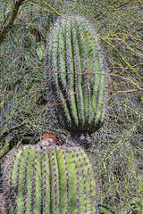 Phoenix Desert Botanical Garden_3_27_2023