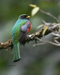 Trogon, Quetzal and related