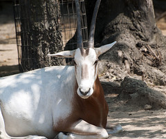 Memphis Zoo 08-29-2013 - Scimitar-horned Oryx 6