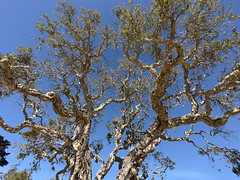 Twisted Oak Tree