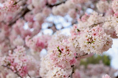 cherry blossoms 2023
