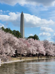 Washington DC Cherry Blossoms 03-28-23