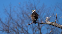 Osprey of the Jersey Shore | 2023