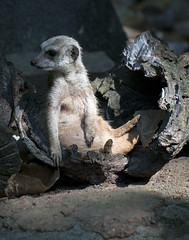 Memphis Zoo 08-29-2013 - Meerkats 7