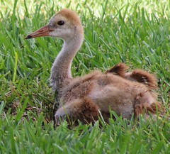 Sand Hill Crane - Spring Chick 2023