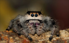 Jumping Spiders 2023