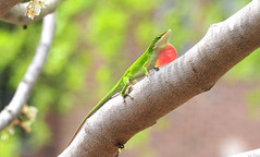 Green Anole with dewlap extended on a Redbud tree