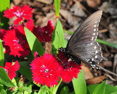 Black Swallowtail spots galore