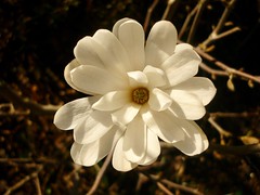 Magnolia ´Royal Star´