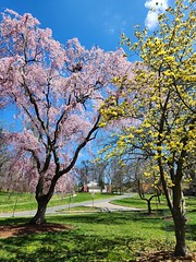 Spring in Wilmington