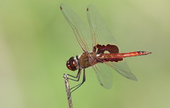 Red Saddlebags (male)- Beacon Woods