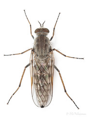 Diptera: Brachycera: Therevidae
