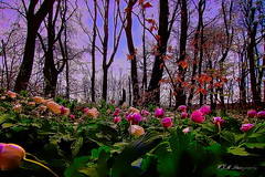 Waldblumen-Bergblumen-Wiesenblumen