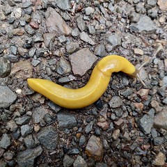 Banana slug, Big Sur, CA, USA