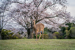 Nara Deer Park, Nara, Japan - 2023