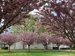 Double cherry trees in bloom, John Marshall Park, Judiciary Square, Washington, D.C.
