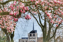 Blooming magnolia @ Dijleterrassen Leuven (Spring 2023)