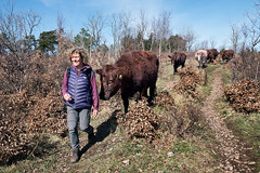 Red Poll Cattle Conservation Grazing, April 2023.