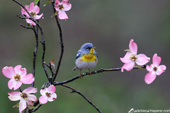 northern parula plumages
