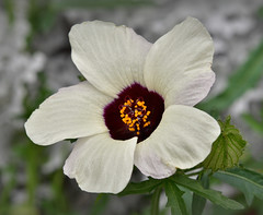 NZ HIBISCUS (Hibiscus trionum)