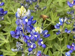 Honey Bee & Texas Bluebonnet